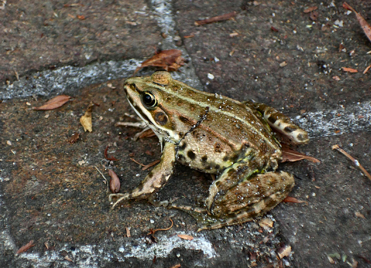 da identificare - Pelophylax sp.